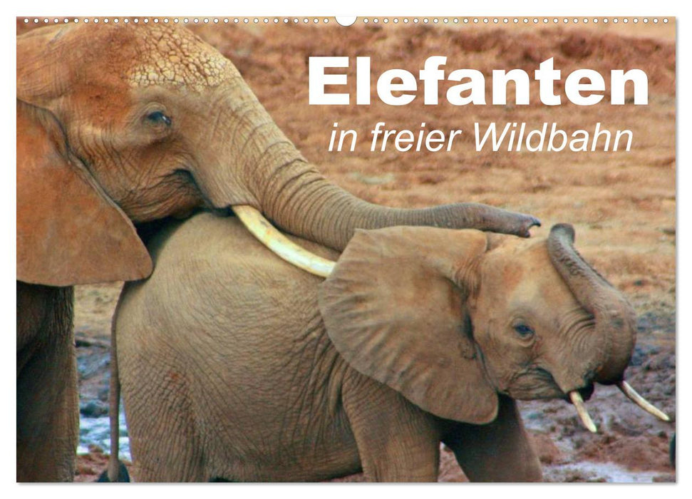 Elephants in the wild (CALVENDO wall calendar 2024) 