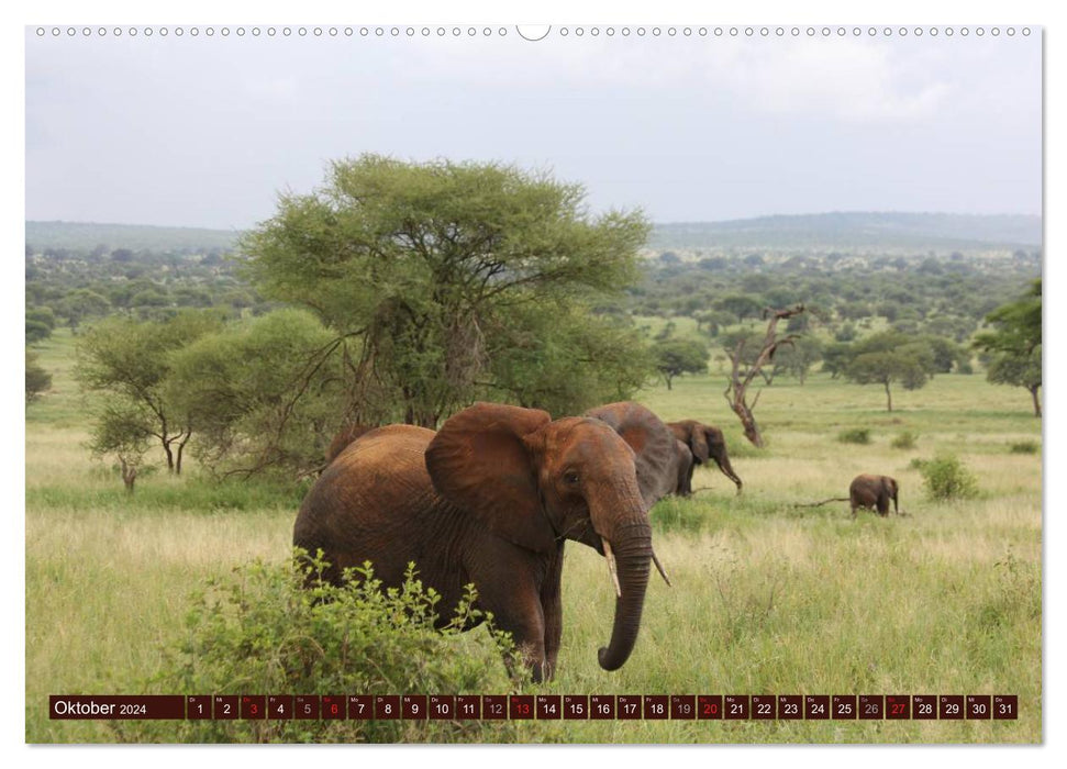 Éléphants dans la nature (Calendrier mural CALVENDO 2024) 