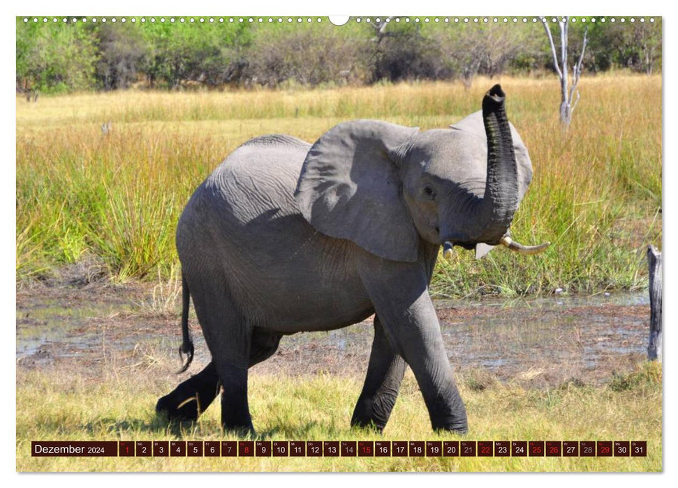 Éléphants dans la nature (Calendrier mural CALVENDO 2024) 