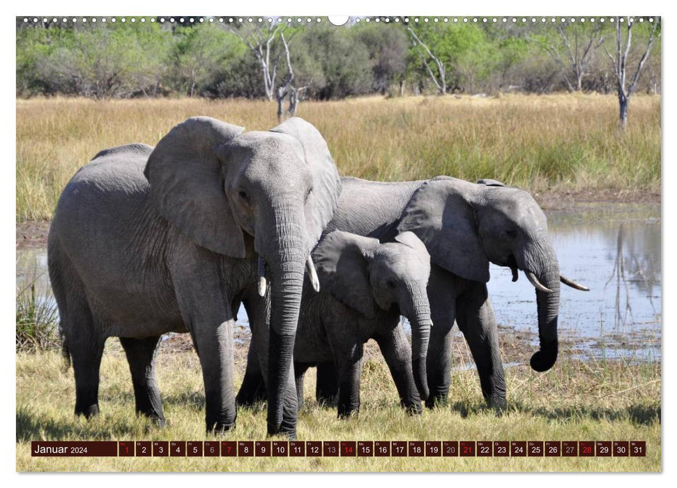 Éléphants dans la nature (Calendrier mural CALVENDO 2024) 