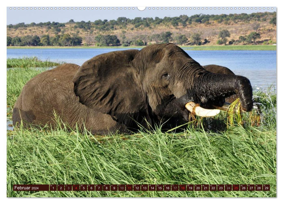 Éléphants dans la nature (Calendrier mural CALVENDO 2024) 