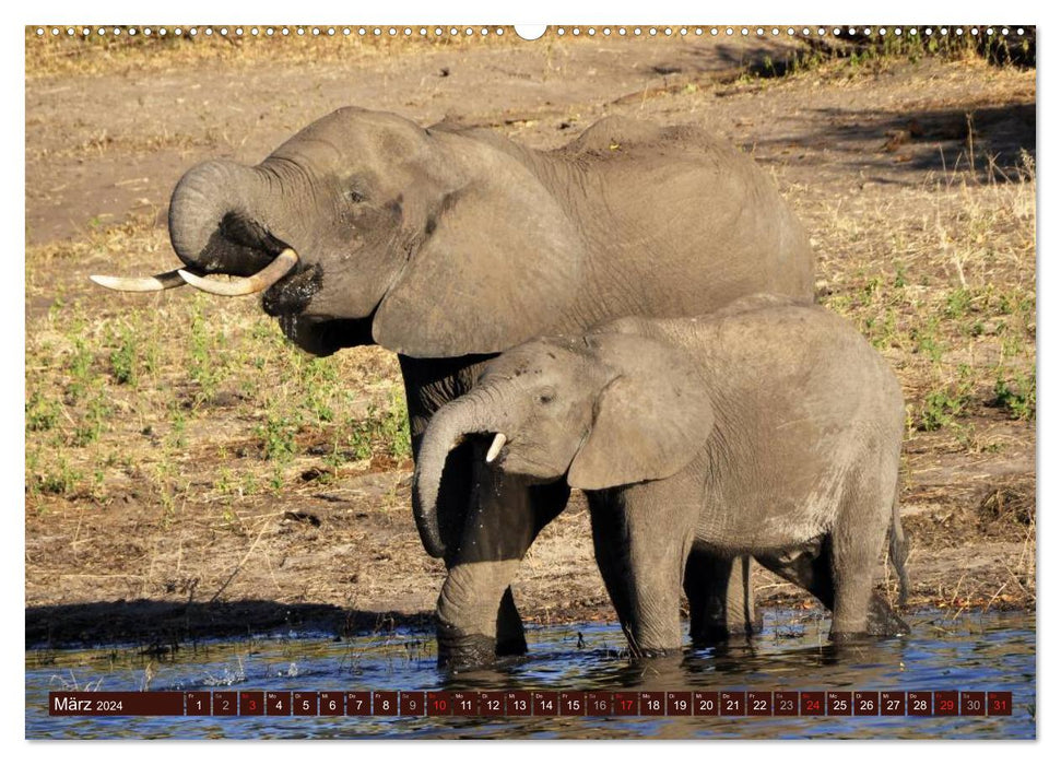 Éléphants dans la nature (Calendrier mural CALVENDO 2024) 