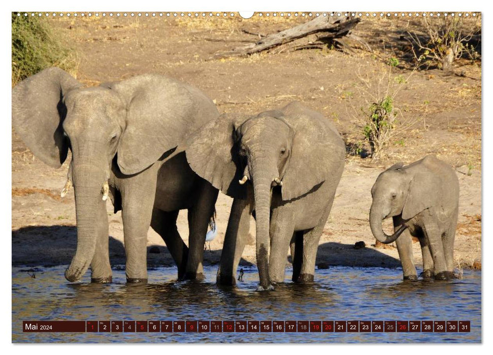 Éléphants dans la nature (Calendrier mural CALVENDO 2024) 