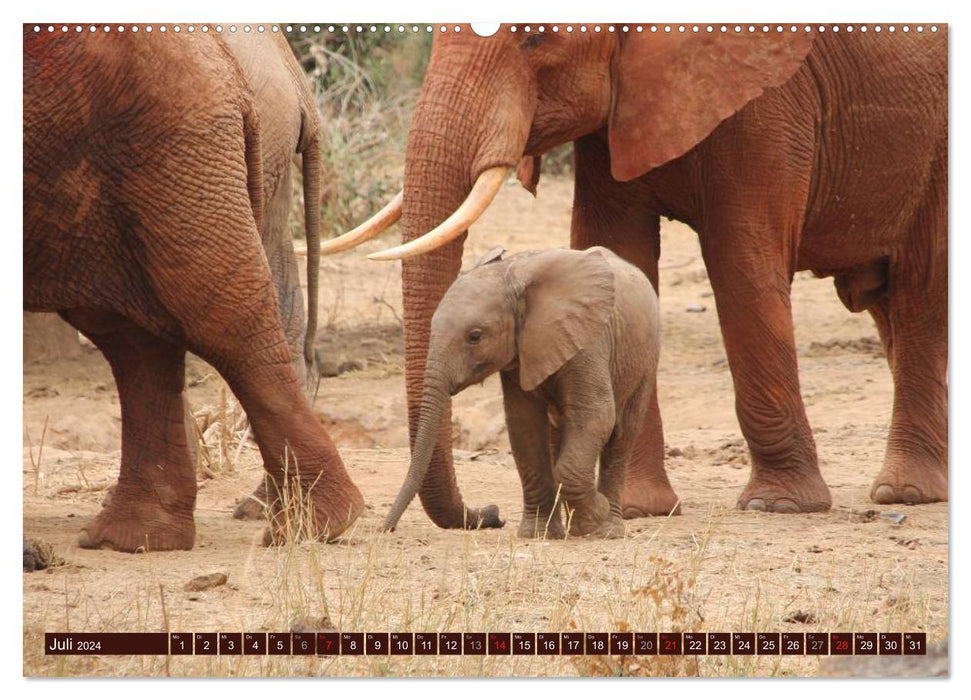 Éléphants dans la nature (Calendrier mural CALVENDO 2024) 