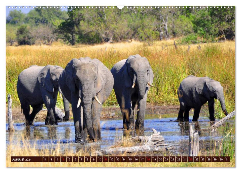 Éléphants dans la nature (Calendrier mural CALVENDO 2024) 