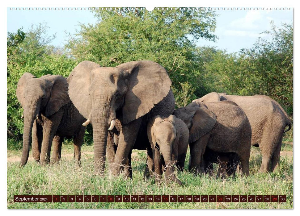 Éléphants dans la nature (Calendrier mural CALVENDO 2024) 