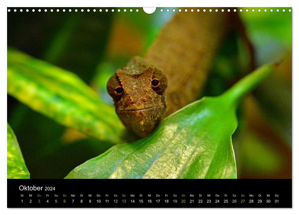 Reptilien (CALVENDO Wandkalender 2024)