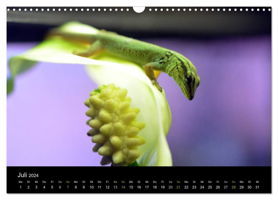 Reptilien (CALVENDO Wandkalender 2024)