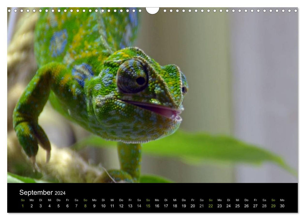 Reptilien (CALVENDO Wandkalender 2024)