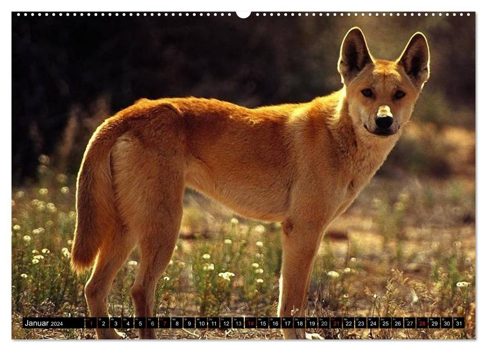 Australiens Tierwelt (CALVENDO Wandkalender 2024)