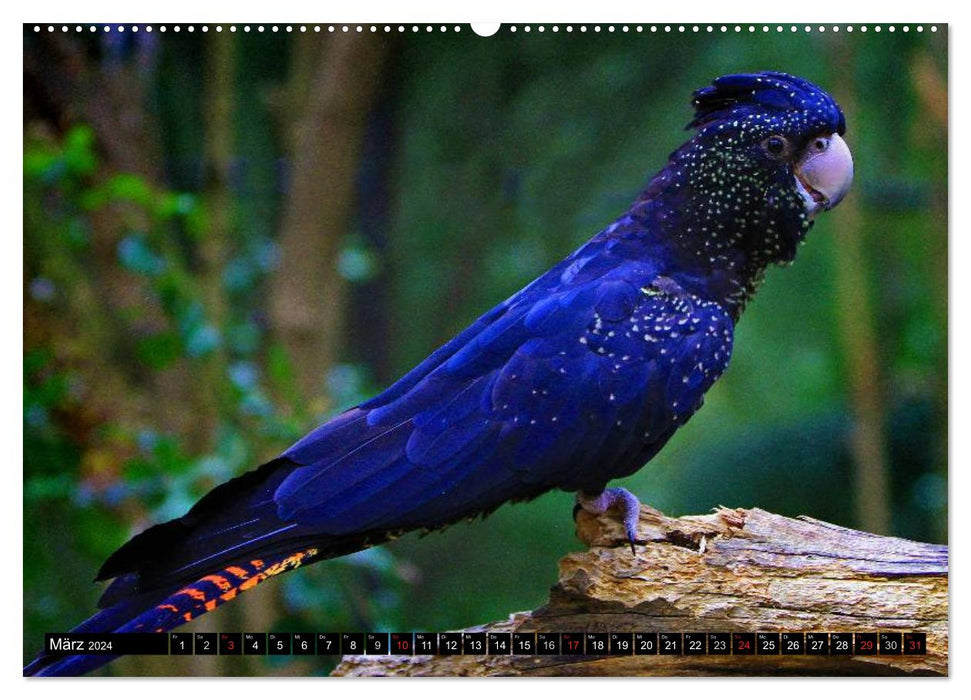 Australia's wildlife (CALVENDO wall calendar 2024) 