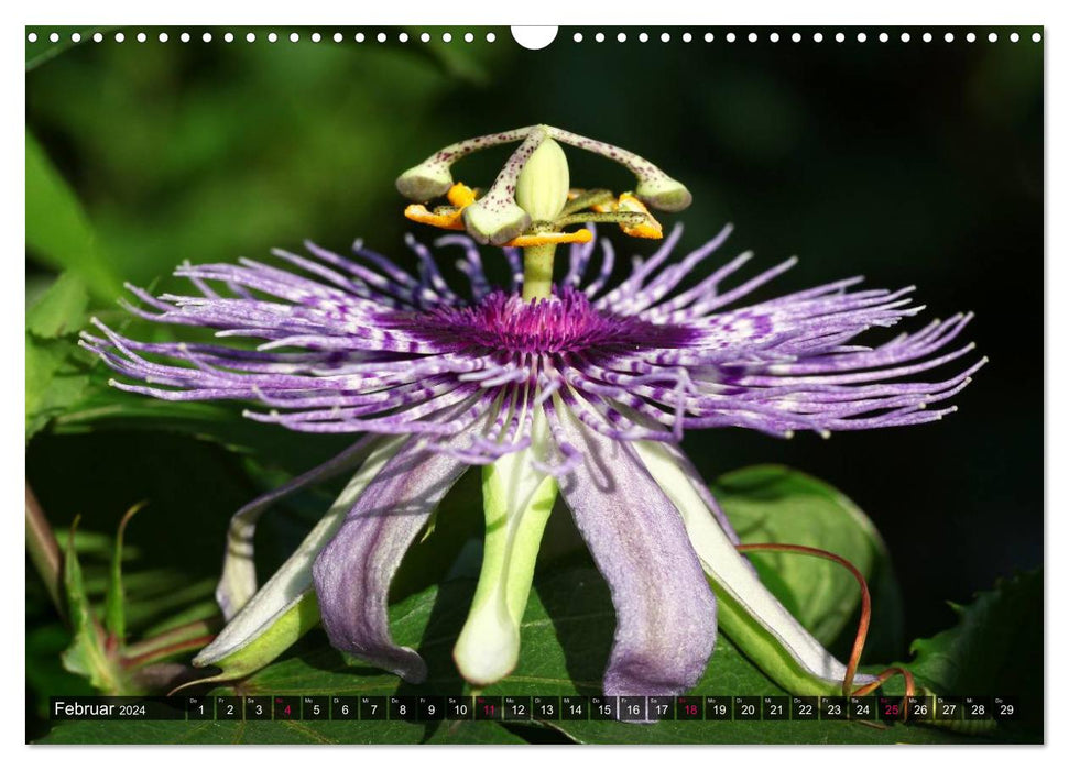 Passiflora Passion - Welt der Passionsblumen (CALVENDO Wandkalender 2024)