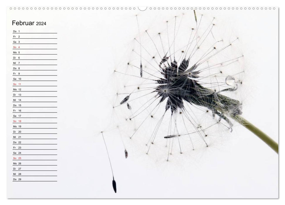 Filigrane Pusteblumen / Geburtstagskalender (CALVENDO Premium Wandkalender 2024)
