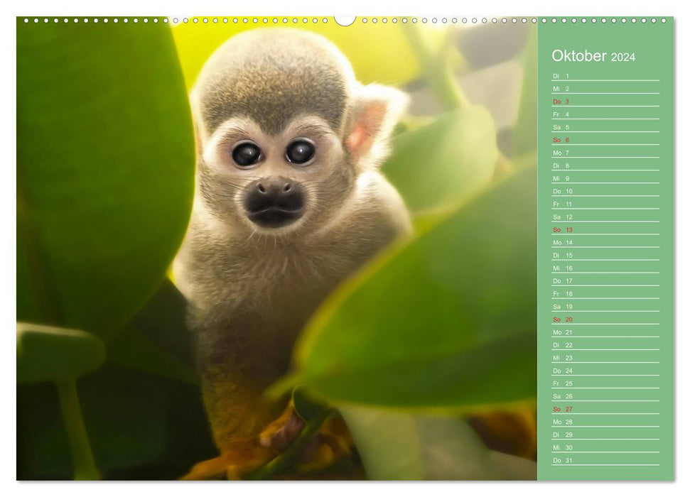 Sweet animal world / birthday calendar (CALVENDO wall calendar 2024) 