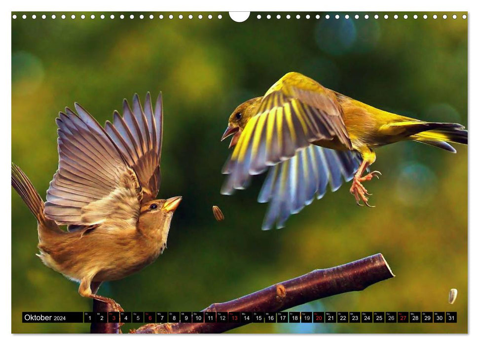 La beauté des oiseaux du jardin en vol (Calendrier mural CALVENDO 2024) 