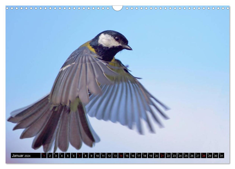 La beauté des oiseaux du jardin en vol (Calendrier mural CALVENDO 2024) 