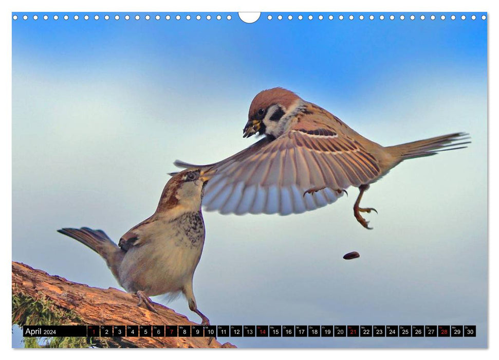 The beauty of garden birds in flight (CALVENDO wall calendar 2024) 
