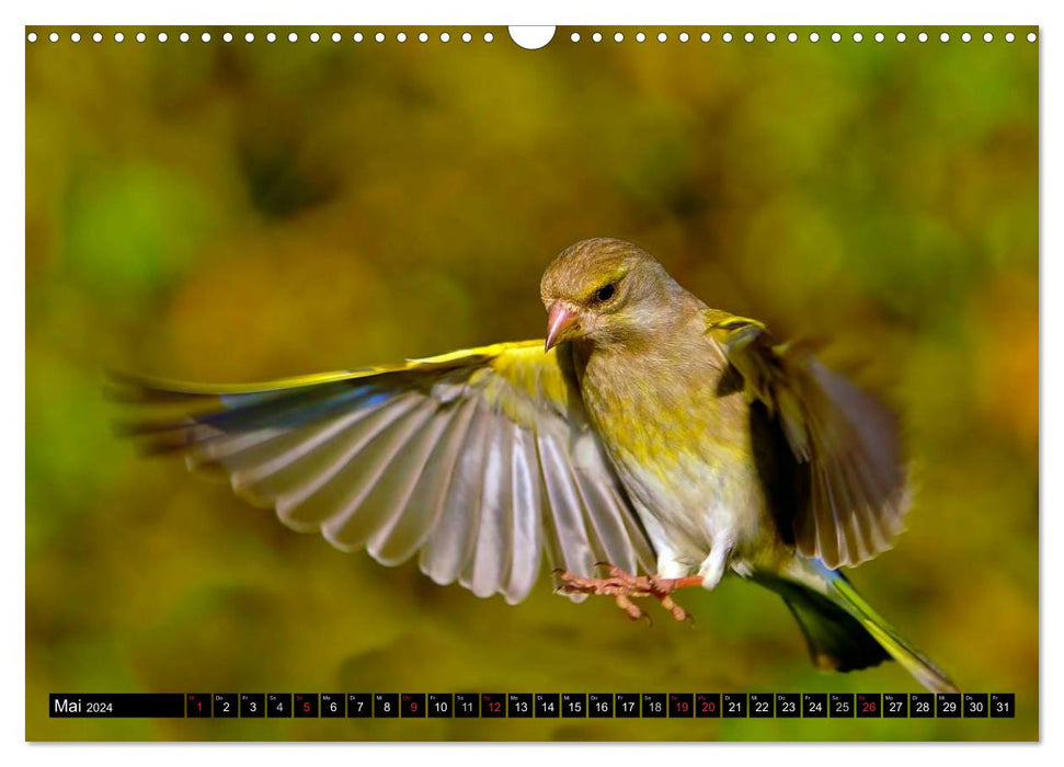 La beauté des oiseaux du jardin en vol (Calendrier mural CALVENDO 2024) 