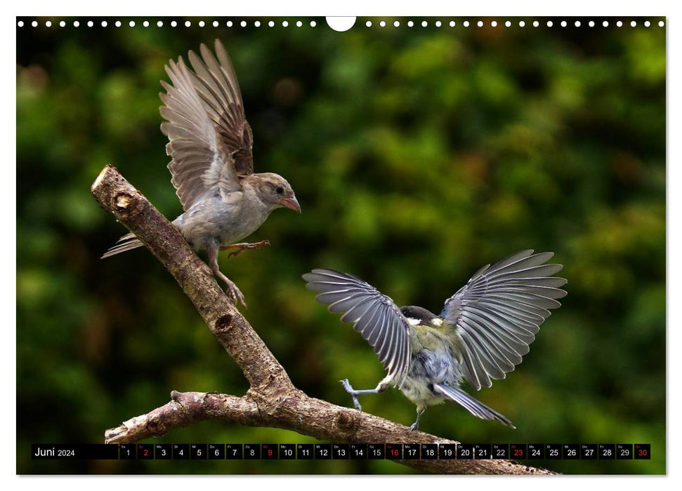 Die Schönheit der Gartenvögel im Flug (CALVENDO Wandkalender 2024)
