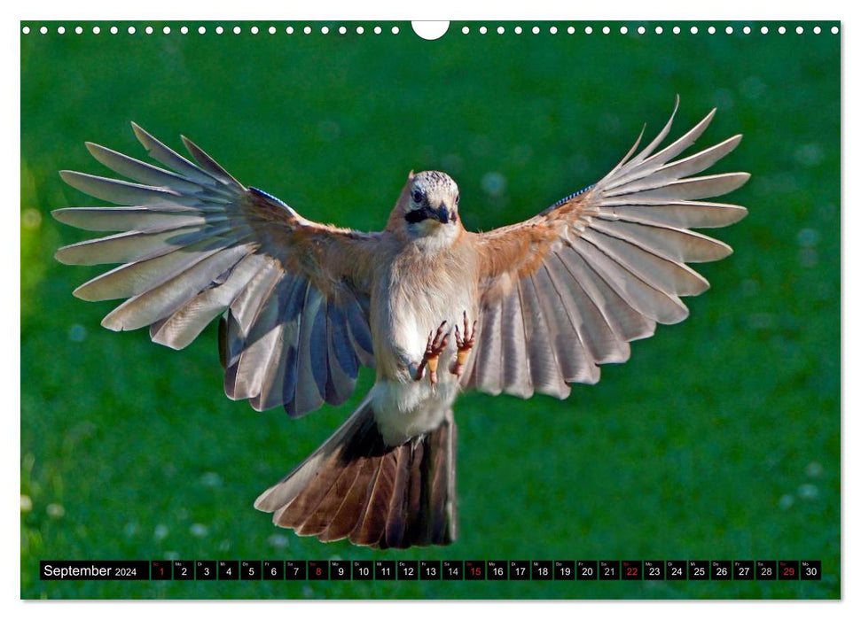Die Schönheit der Gartenvögel im Flug (CALVENDO Wandkalender 2024)