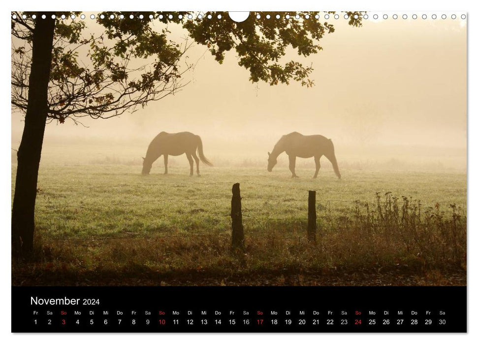 Fascination with horses (CALVENDO wall calendar 2024) 