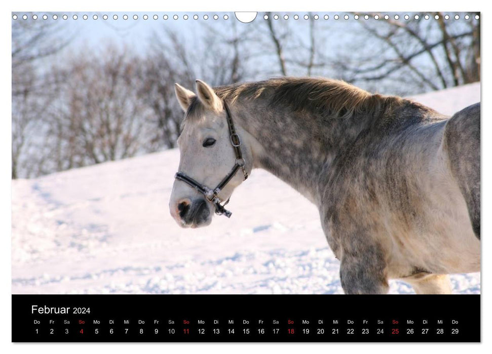 Fascination avec les chevaux (Calendrier mural CALVENDO 2024) 