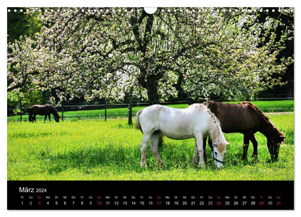 Fascination avec les chevaux (Calendrier mural CALVENDO 2024) 