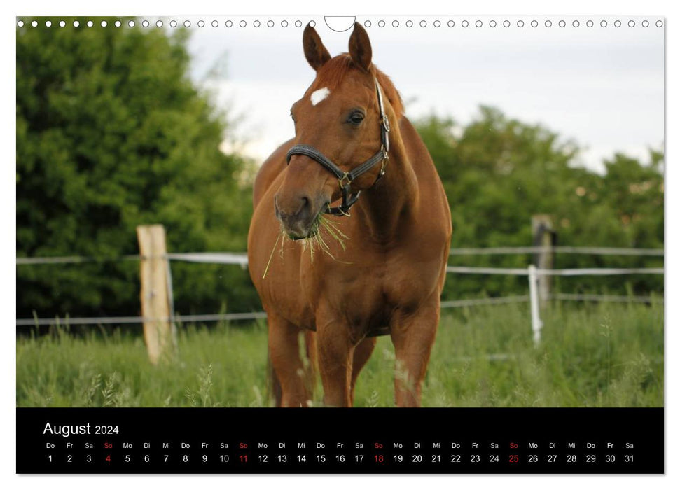 Faszination Pferde (CALVENDO Wandkalender 2024)