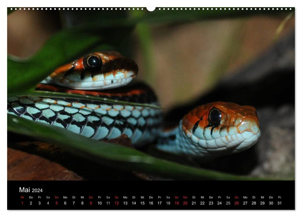 Snakes (CALVENDO wall calendar 2024) 