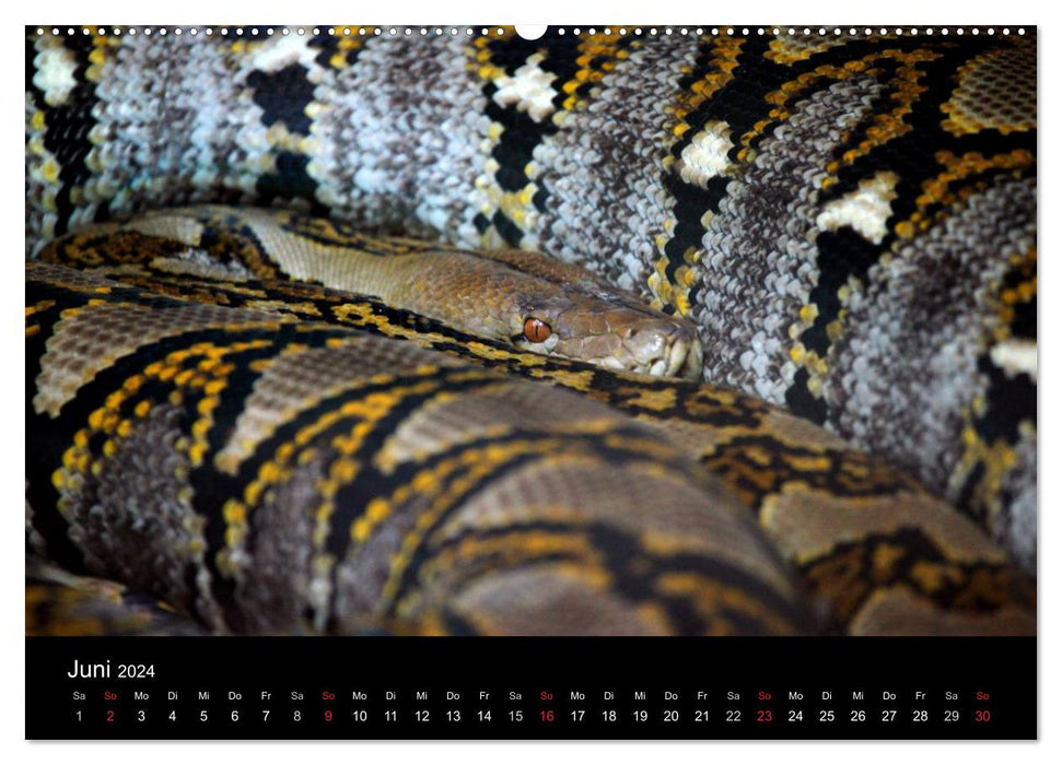 Snakes (CALVENDO wall calendar 2024) 