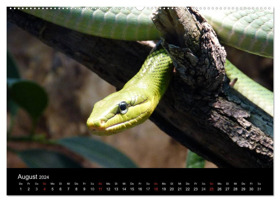 Schlangen (CALVENDO Wandkalender 2024)