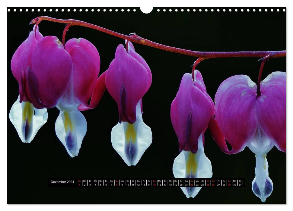 Blüten-Zauber am Wegesrand 2024 (CALVENDO Wandkalender 2024)