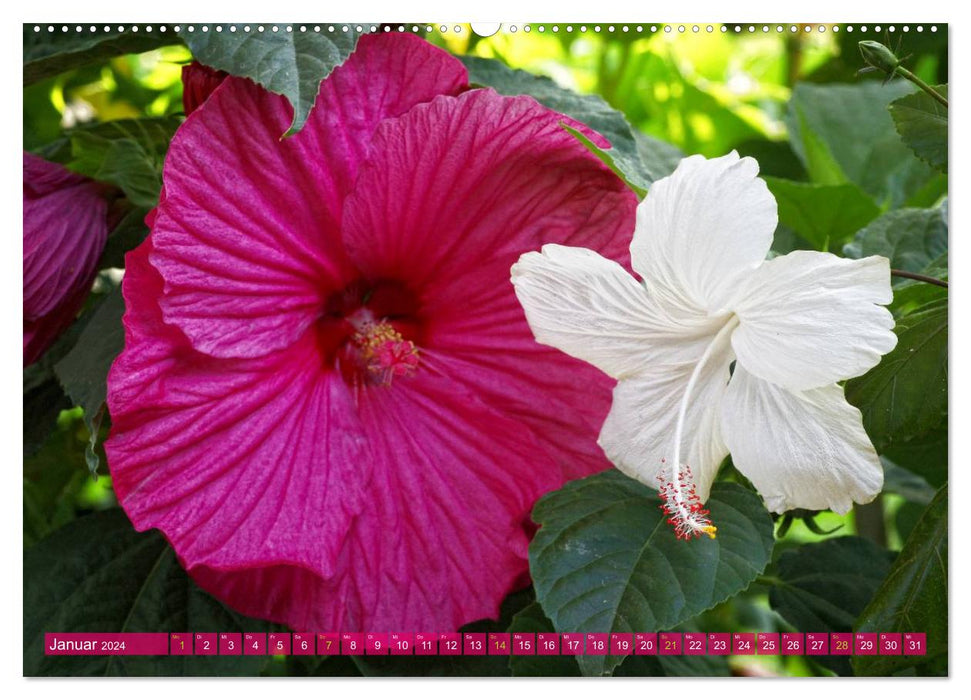 Flower Power - Zauberhafte Kübelpflanzen (CALVENDO Wandkalender 2024)