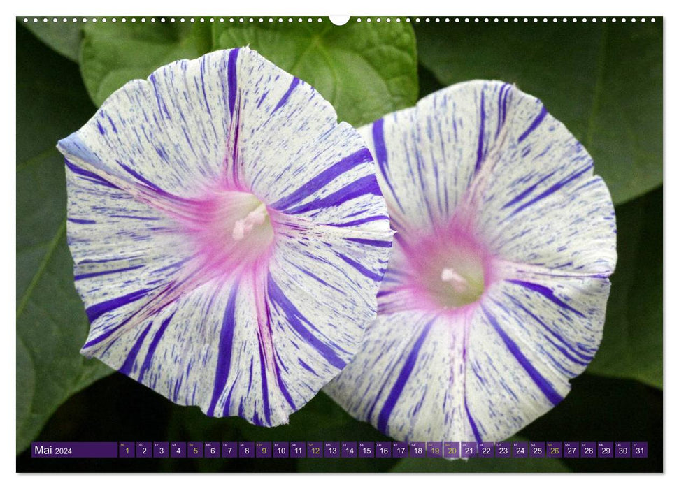 Flower Power - Magical Potted Plants (CALVENDO Wall Calendar 2024) 