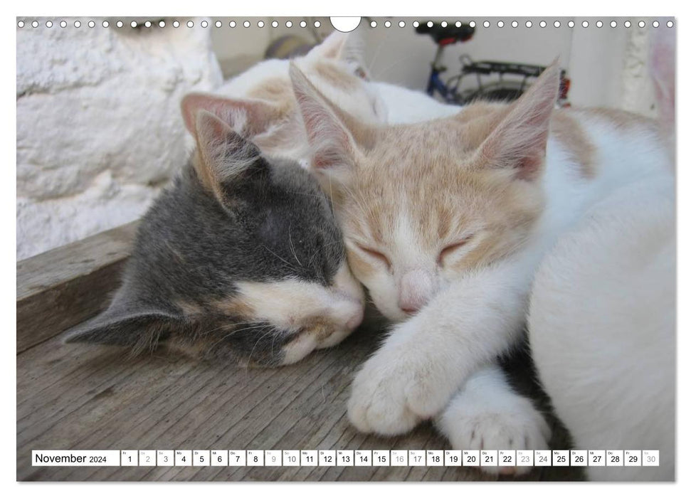 Katzen der Kykladen (CALVENDO Wandkalender 2024)