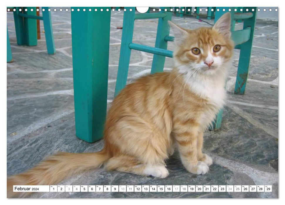 Cats of the Cyclades (CALVENDO wall calendar 2024) 