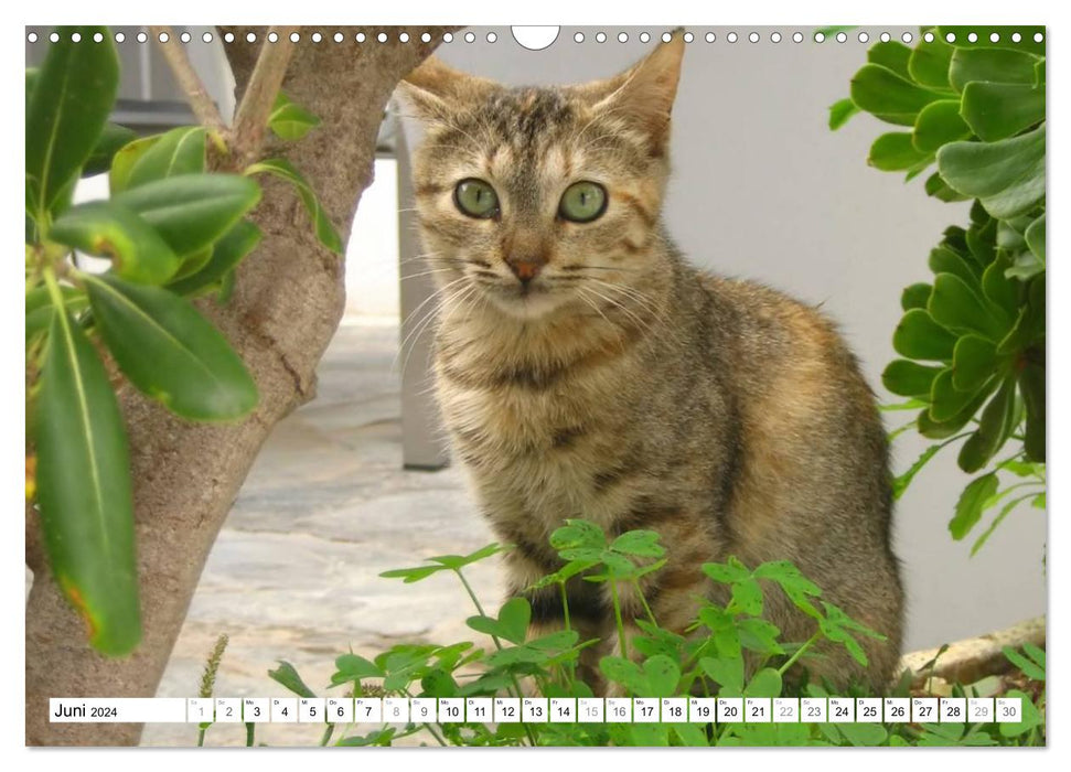 Chats des Cyclades (Calendrier mural CALVENDO 2024) 