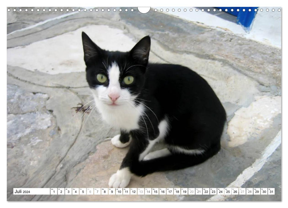 Cats of the Cyclades (CALVENDO wall calendar 2024) 