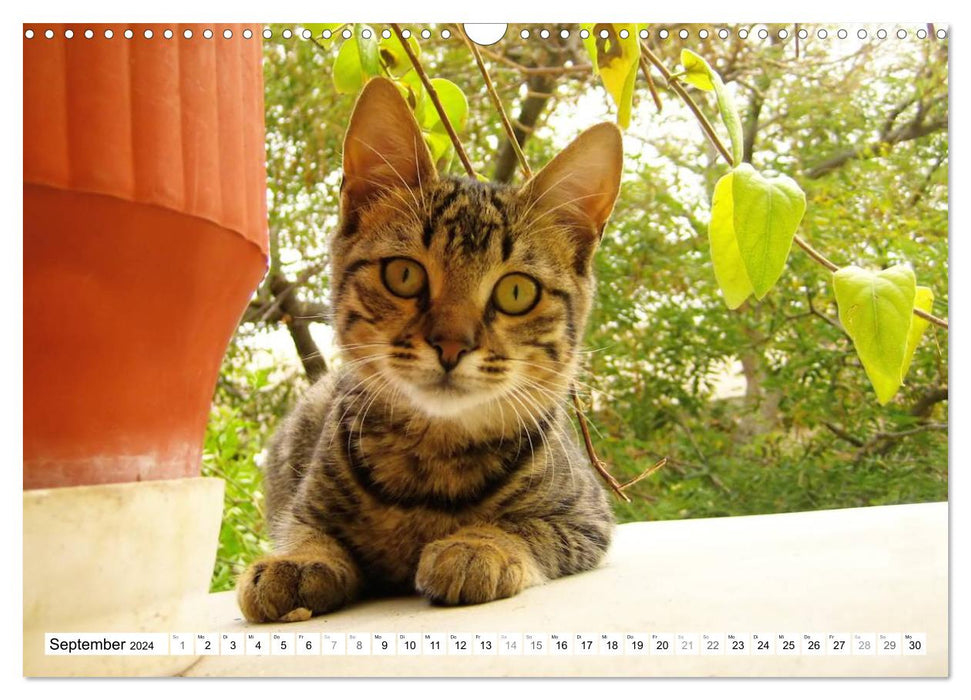 Chats des Cyclades (Calendrier mural CALVENDO 2024) 