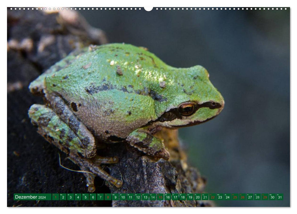 Toads &amp; Frogs (CALVENDO wall calendar 2024) 