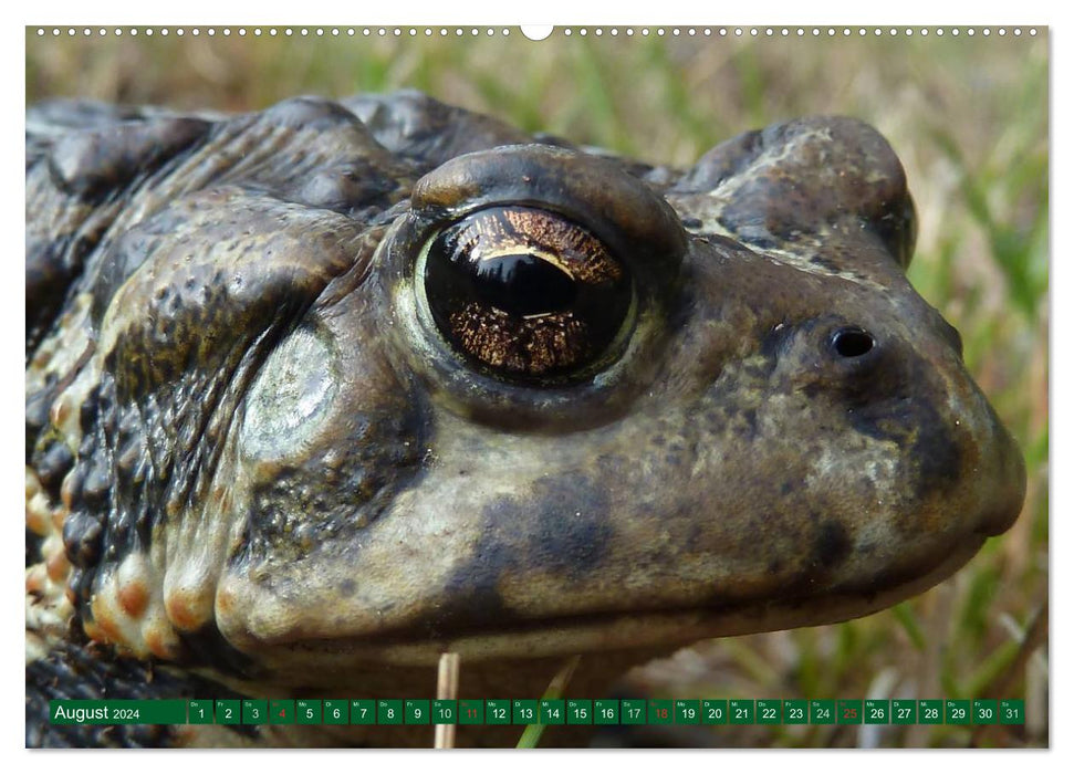 Toads &amp; Frogs (CALVENDO wall calendar 2024) 