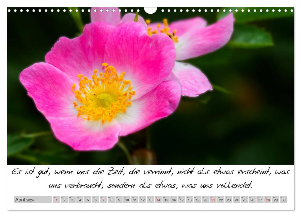 Buddhist wisdom - CH version (CALVENDO wall calendar 2024) 
