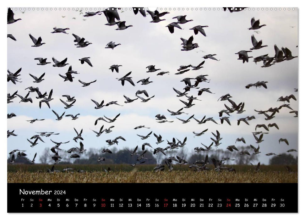 Cry of the wild geese (CALVENDO wall calendar 2024) 