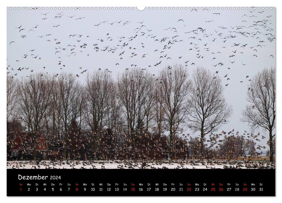 Cry of the wild geese (CALVENDO wall calendar 2024) 