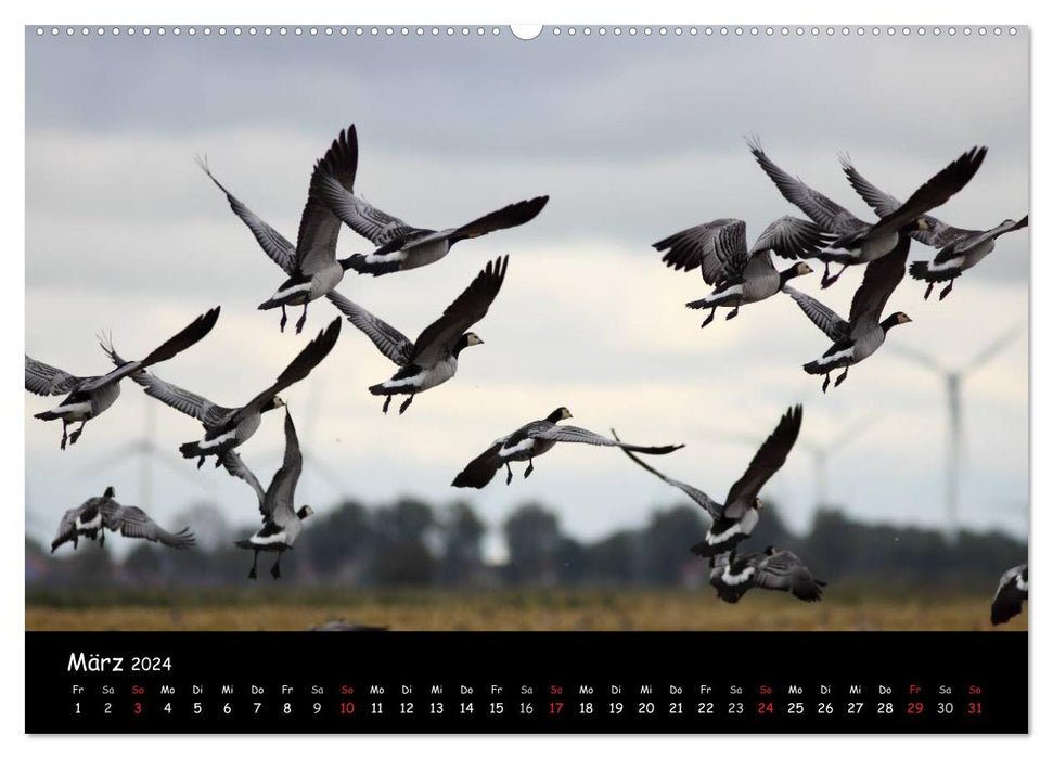 Cry of the wild geese (CALVENDO wall calendar 2024) 