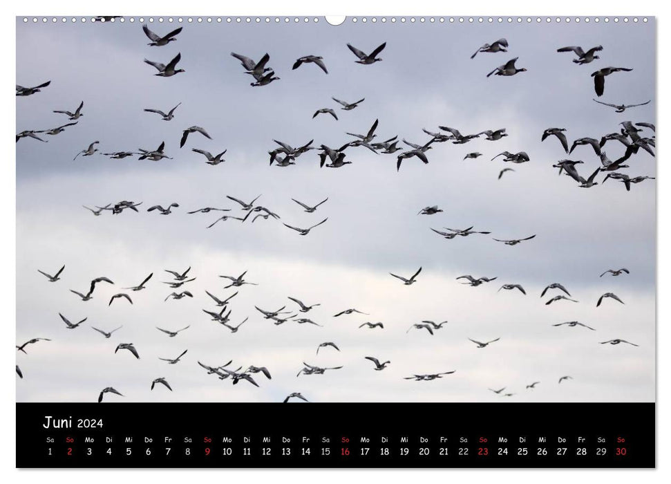 Cry of the wild geese (CALVENDO wall calendar 2024) 