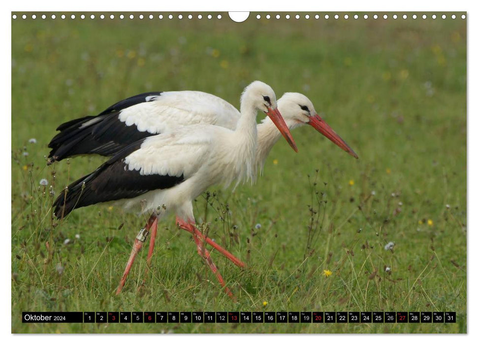 A paradise for storks (CALVENDO wall calendar 2024) 