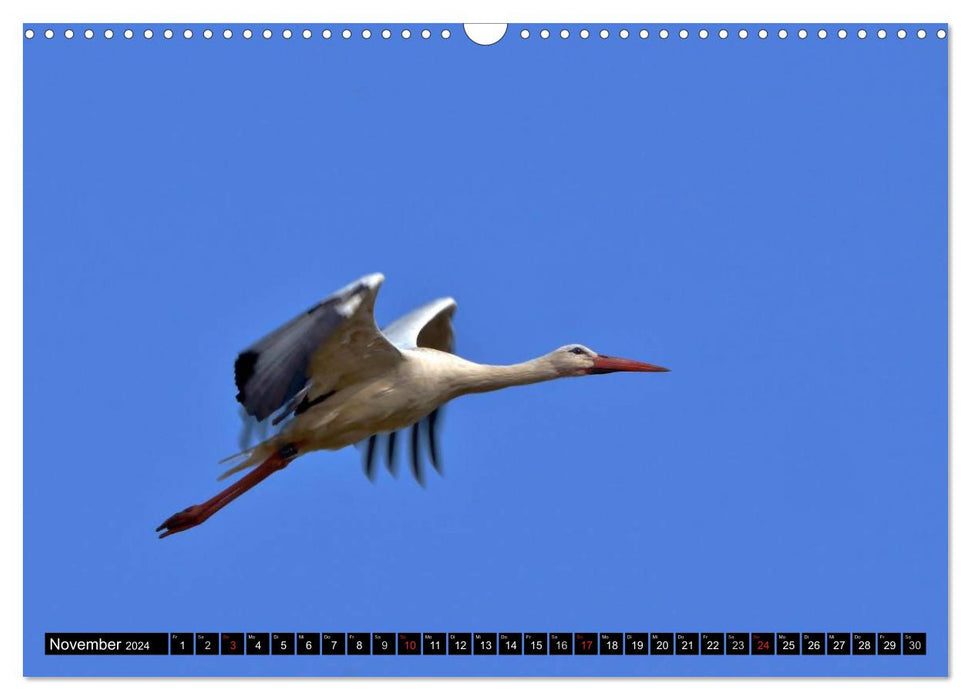 A paradise for storks (CALVENDO wall calendar 2024) 