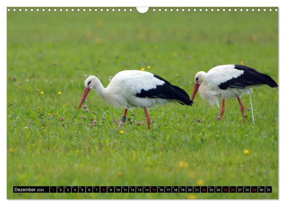 A paradise for storks (CALVENDO wall calendar 2024) 