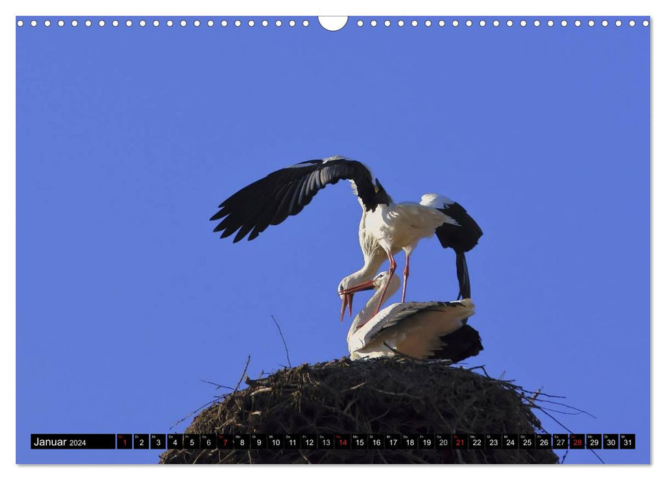 A paradise for storks (CALVENDO wall calendar 2024) 